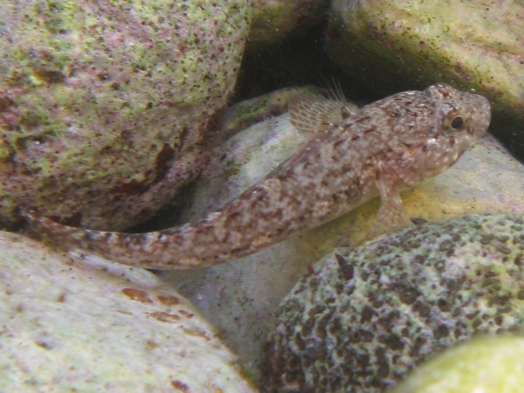 Gobius paganellus e Gobius cobitis